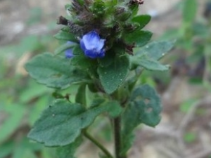 ��ͷ�µĹ�Ч������ ��ͷ�µ���״