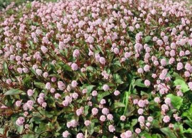 ����ޤ�Ĺ�Ч������ ����ޤ���÷�����