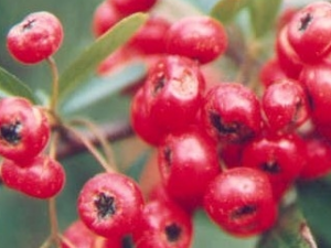 �����ӵĹ�Ч������ �����ӵ���ζ