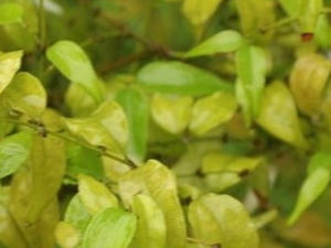 ����ܰ�Ĺ�Ч������ ����ܰ���÷�����