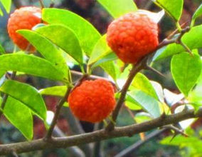 ����ʯ�Ĺ�Ч������ ����ʯ����ζ