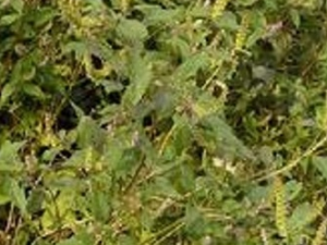 ���ҩ�Ĺ�Ч������ ���ҩ����ζ