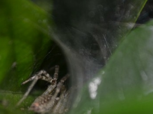 ����Ĺ�Ч������ �������ζ