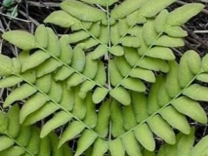 ��ާݽ�Ĺ�Ч������ ��ާݽ���÷�����