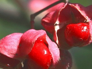 ����ì���Ĺ�Ч������ ����ì������ζ