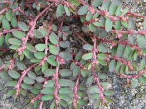 С����� С����ݵ���ζ�龭