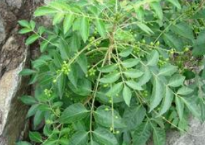 ѻ���� ѻ���ӵ���Ҫ�ɷ�