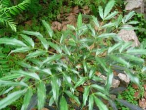 ����� ����ݵ���Ҫ�ɷ�