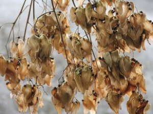 ��ͩ�� ��ͩ�ӵ���ζ�龭