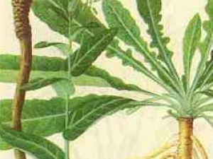 ���������Ǳ���ҩ �������ķ��ý���