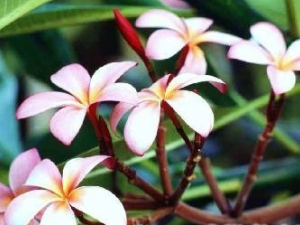 ����ܰ���Ĺ�Ч������ ����ܰ������ζ