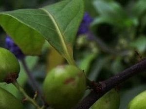 �̲�����ľ�Ĺ�Ч������ �̲�����ľ����ζ