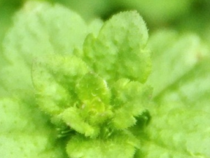 ��֦�����ɵĹ�Ч������ ��֦�����ɵ��÷�����