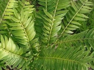 ����ɢ�Ĺ�Ч������ ����ɢ����ζ