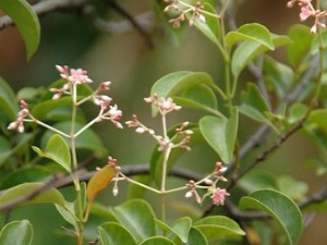 ��Ƥ���ٵĹ�Ч������ ��Ƥ���ٵ���������