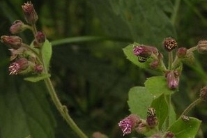 ��ͷС�ɵĹ�Ч������ ��ͷС�ɵ��÷�����