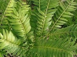 ����ɢ�Ĺ�Ч������