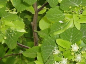 ������Ĺ�Ч������ ���������ζ