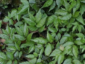 �೵ʹ�ߵĹ�Ч������ �೵ʹ�ߵ���ζ