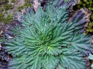 ��������ݵĹ�Ч������ ��������ݵ���ζ