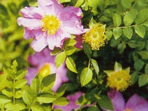 ������Ĺ�Ч������ ���������ζ