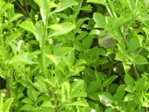 �����ٵĹ�Ч������ �����ٵ��÷�����