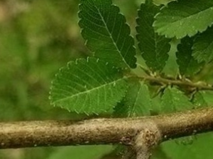 ����Ƥ�Ĺ�Ч������ ����Ƥ����ζ