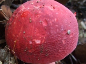 ��칽�Ĺ�Ч������ ��칽���÷�����