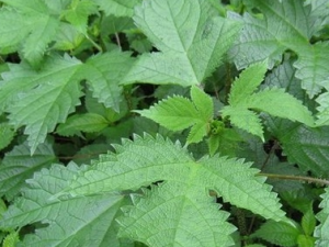 ��Ǯ��Ĺ�Ч������ ��Ǯ�����ζ