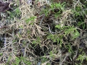 ����޺�Ĺ�Ч������ ����޺���÷�����