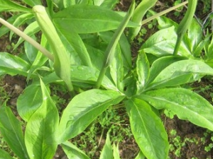 ����һ֦�ƻ��Ĺ�Ч������ ����һ֦�ƻ�����ζ