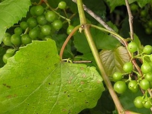 ��ˉ֭�Ĺ�Ч������ ��ˉ֭��ҩ��