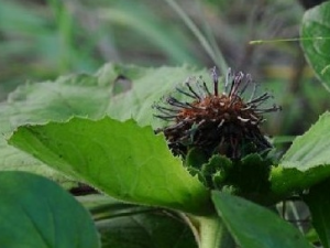 ��Ҷ��ľ��Ĺ�Ч������ ��Ҷ��ľ�����ζ