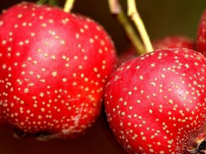 ����ɽ���ô�� ɽ���ô��Ӫ��