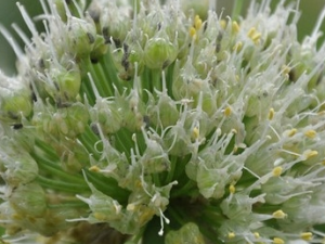 ��ʵ�Ĺ�Ч������ ��ʵ����ζ