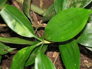 ��Ҷľ�Ĺ�Ч������ ��Ҷľ����ζ