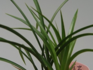 ���յĹ�Ч������ ���յ��÷�����