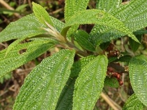 ������Ĺ�Ч������ ���������ζ