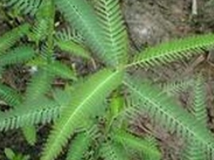 ��ͨ�ݵĹ�Ч������ ��ͨ�ݵ��÷�����