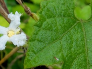 ����Ƥ�Ĺ�Ч������ ����Ƥ����ζ