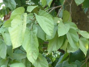 ����ɡ�Ĺ�Ч������ ����ɡ����ζ