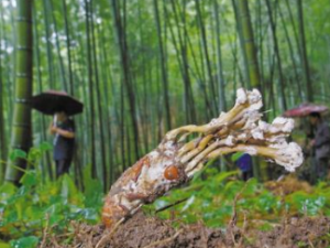 ���� �����Ĳ��طֲ�