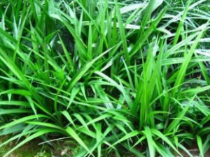 ����� ����ݵ�ҩ����״