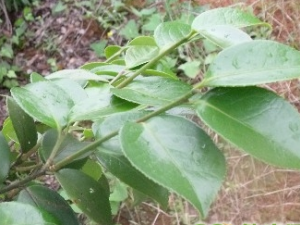 �����ĵĹ�Ч������ �����ĵ��÷�����