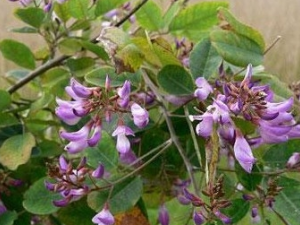 ���Ϻ����ҵĹ�Ч������ ���Ϻ����ҵ��÷�����