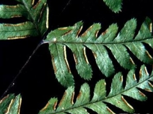 �̳ݷ�βާ�Ĺ�Ч������ �̳ݷ�βާ����ζ