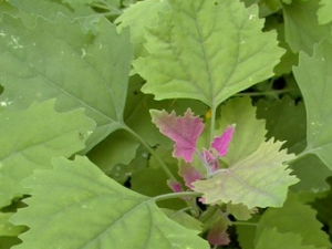 �Ҳ˵Ĺ�Ч������ �Ҳ˵���ζ