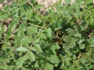 �ʲݽڵĹ�Ч������ �ʲݽڵ��÷�����