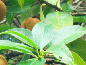 ���ӱ��Ĺ�Ч������ ���ӱ�����ζ