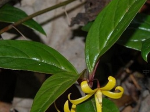 ��Ѫ��Ĺ�Ч������ ��Ѫ����÷�����